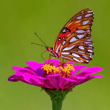 butterfly whatsapp dp